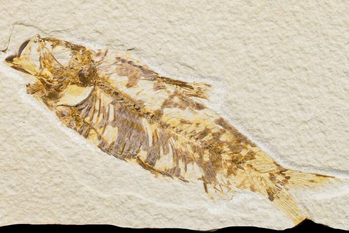 Fossil Fish (Knightia) - Wyoming #159553